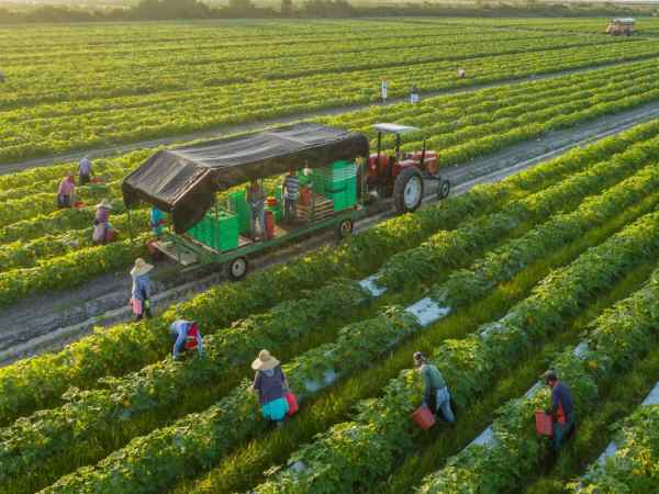 Luận giải nhìn thấy nông trại và các điềm báo thú vị